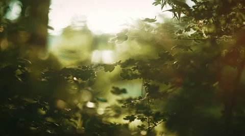 Leafs with a sun flare in the back Video stock 50574882