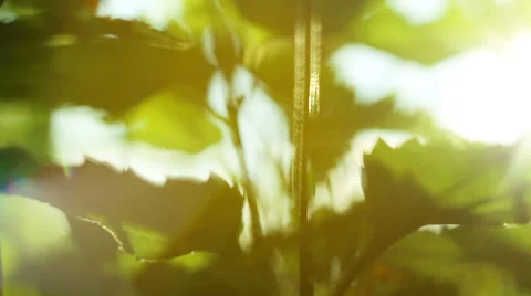 Leafs in sunbeams Stock Footage 39588096