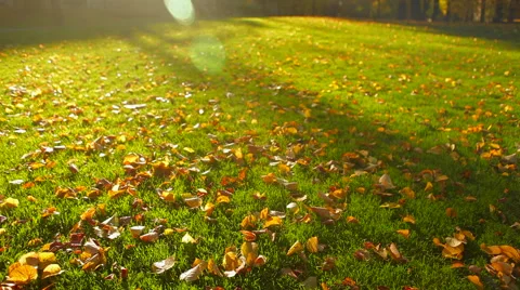 Leafs in the sunset 스톡 동영상 41437156