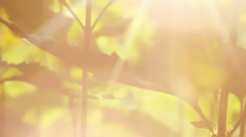 Leafs in sunset rays Stock Footage 39588026