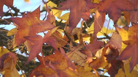 LEAFS IN THE TREE Stock Footage 99664712