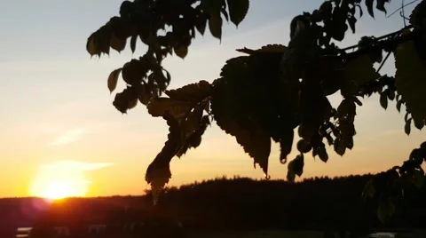 Leafs on a tree waving in the wind infront of a sunset Stock Footage 65128168