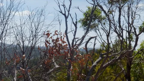 Leafs on Trees Blowing in the Wind Видео 303020943