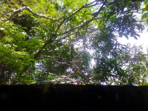 Leafs of Trees Stock Photos