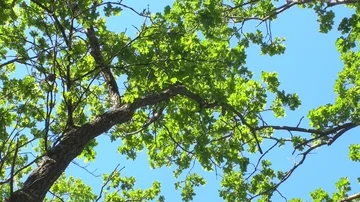 Leafs in a treetop Vidéo 85685335