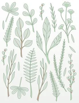 Leafs, twigs and branches Иллюстрация