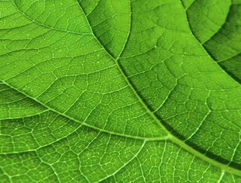 Leaf's Veinlet Texture Pattern Stock Photos