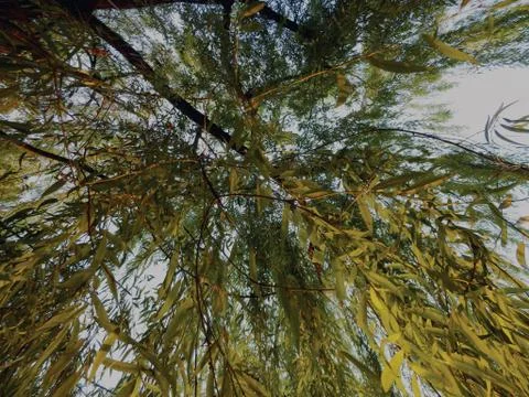 Leafs vine sky tree Stock Photos