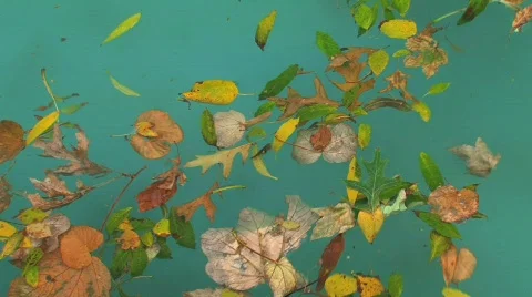 Leafs in water Stock Footage 741961