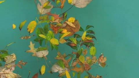 Leafs in water Stock Footage 741968