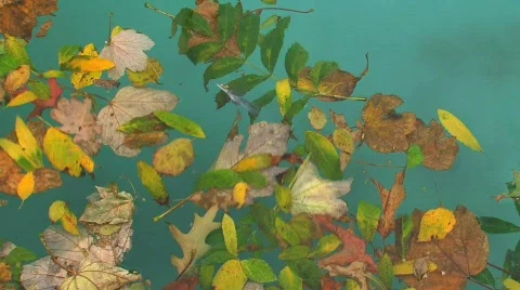 Leafs in water Vídeo Stock 741976