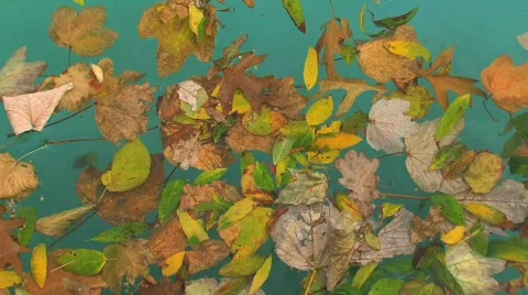 Leafs in water Stock Footage 741987