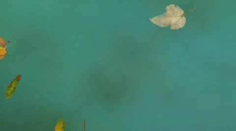 Leafs in water Stock Footage 741990