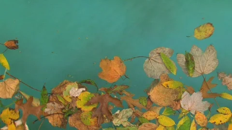 Leafs in water Stock Footage 741998