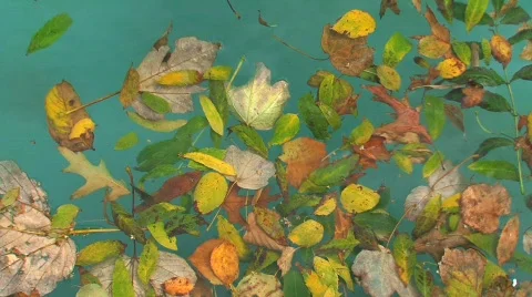 Leafs in water Stock Footage