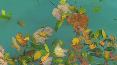 Leafs in water Stock Footage 742013