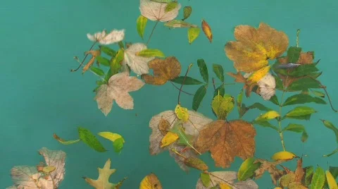 Leafs in water Stock Footage 742019