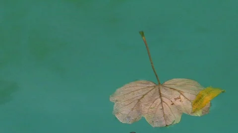 Leafs in water Stock Footage 742022