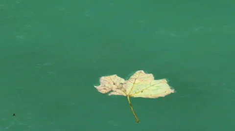 Leafs in water Stock Footage 742025