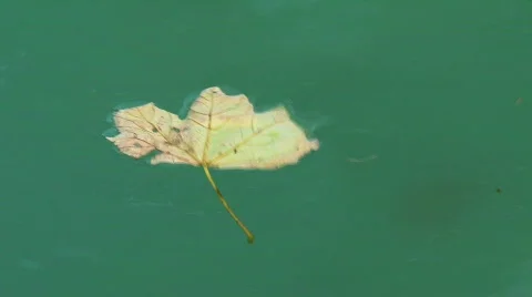 Leafs in water Stock Footage 742026