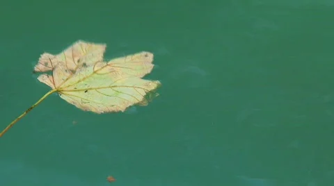 Leafs in water Stock Footage 742028