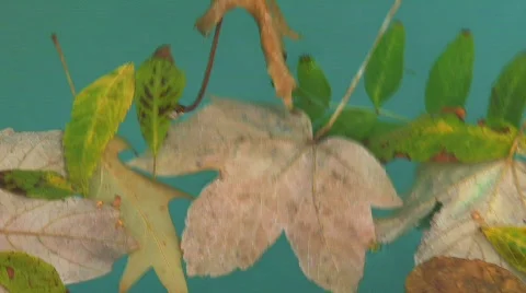 Leafs in water Stock Footage 742039