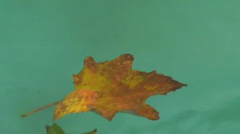 Leafs in water Stock Footage 742043