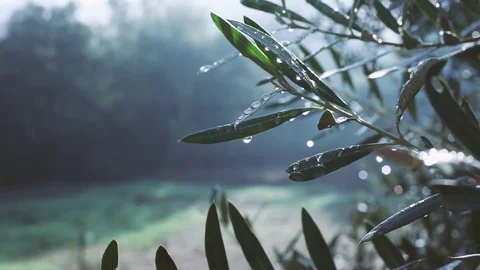 Leafs with water 動画素材 92910969