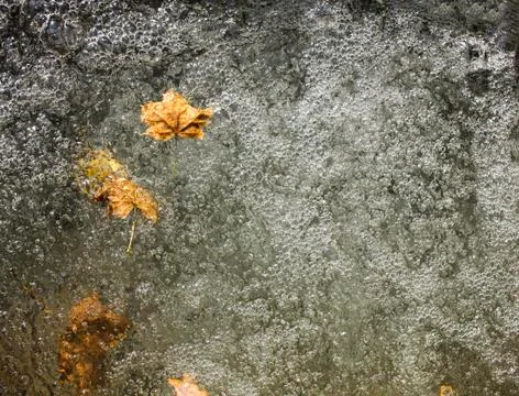 Leafs in water Foto stock