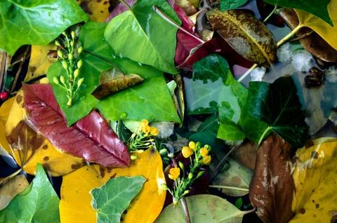 Leafs in water Fotos de archivo