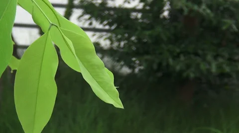 Leafs wave Video stock 38321921