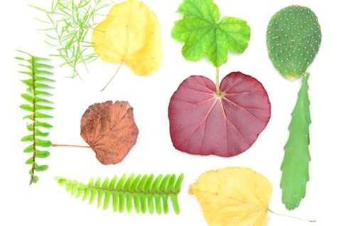 Leafs on white Stock Photos