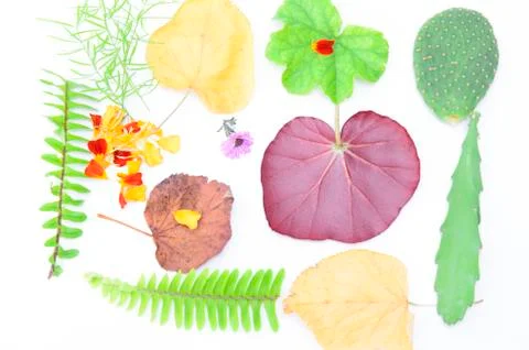 Leafs on white Stock Photos