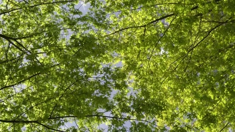 Leafs in the wind 4K Stock Footage 142210424