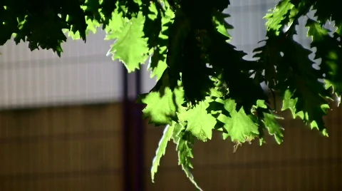 Leafs in the wind calm 库存影片 511050