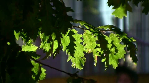 Leafs in the wind 库存影片 511021