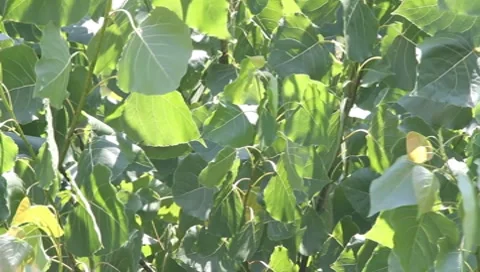 Leafs in wind Vídeos de archivo 8548146