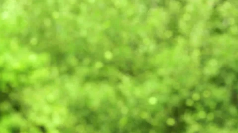Leafs in the wind Stock Footage 22565036