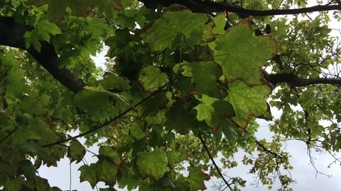 Leafs in the wind 库存影片 92024401