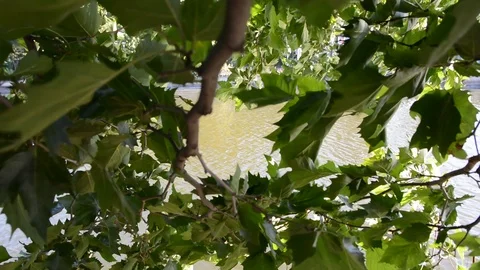 Leafs in the wind Видео 92056421