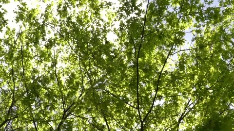 Leafs in wind slow motion Stock Footage 142211426