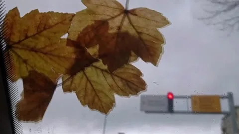 Leafs on the windscreen of a car Stock Footage 258950689