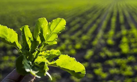 Leafs of young beetroot plants with a beet field on background . Beetroots Stock Photos