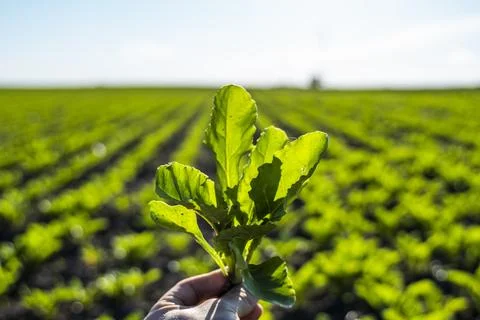 Leafs of young beetroot plants in farmers hand with a beet field on background Stock Photos