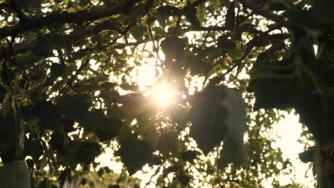 Leafs2 Stockbeeldmateriaal 173700951