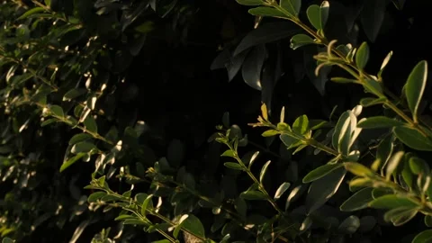 Leafs3 Stockbeeldmateriaal 173700924