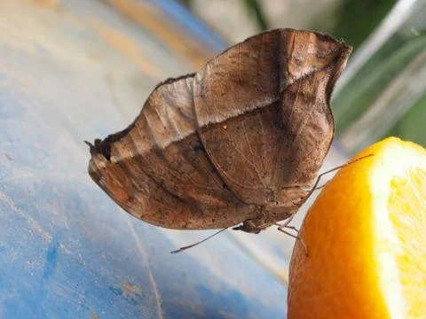 Leafwing Butterfly on Orange Stock Photos