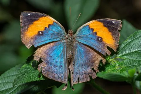 Leafwing butterfly with wings open Stock Photos