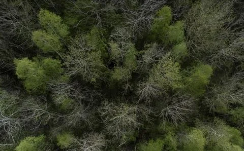 Leafy and leafless deciduous trees form an interesting pattern from a bird's eye 写真素材