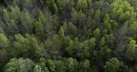 Leafy and leafless deciduous trees form an interesting pattern from a bird's eye Foto stock